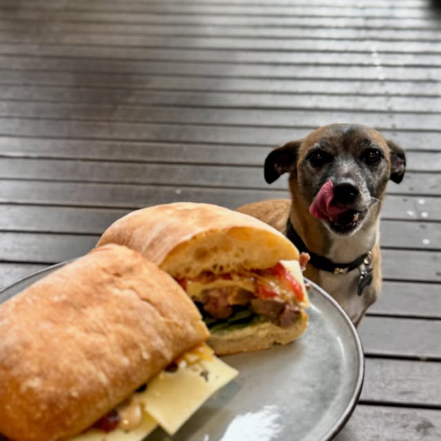 Cafe dog looking at a fresh sandwich